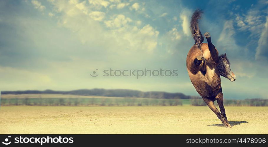 Horse plays and kick backwards on autumn pasture background, banner