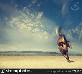 horse plays on background of an autumn field and a beautiful blue sky
