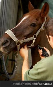 Horse portrait. Man shaving brown horse neck