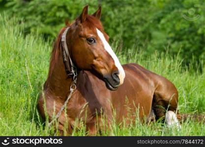 Horse resting on the green grass
