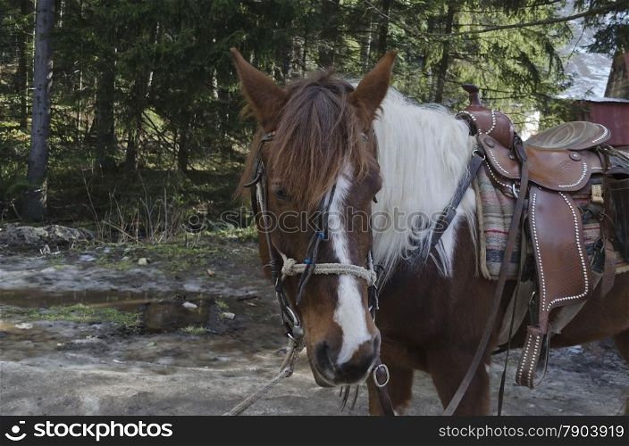 Horse riding club in Borovetz resort. Rila mountain, Bulgaria