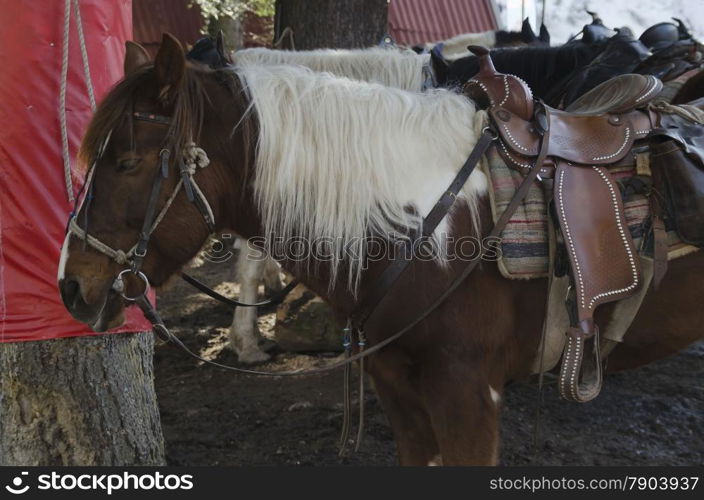 Horse riding club in Borovetz resort. Rila mountain, Bulgaria