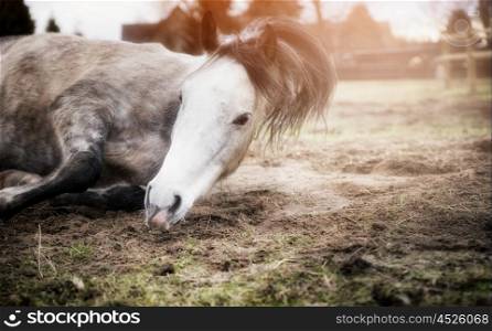 Horse rolling on pasture at sunset nature background