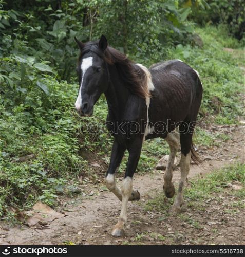 Horse running in a field, Finca El Cisne, Honduras