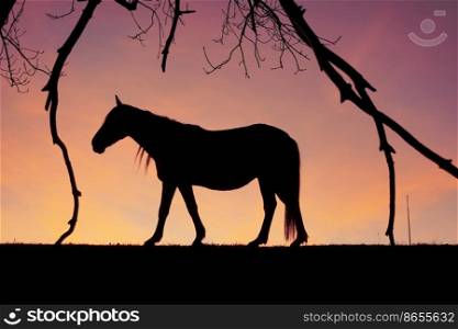 horse silhouette in the countryside and sunset background in summertime