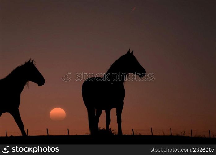 horse silhouette in the meadow with a beautiful sunset