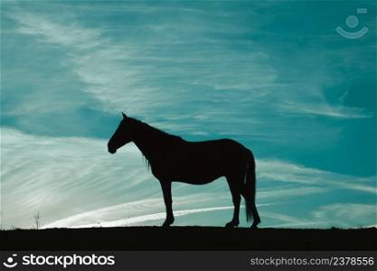 horse silhouette in the meadow with a blue sky background