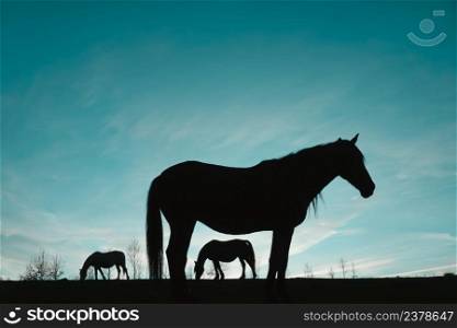 horse silhouette in the meadow with a blue sky background