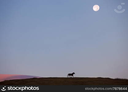 Horse silhouette on the hill. Carpathain mountains, Ukraine