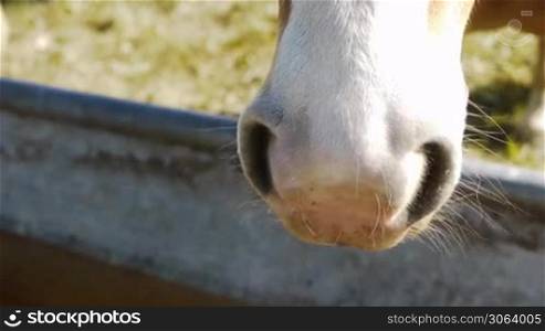 horse smells environment with hairy nose, ein Pferd riecht seine Umgebung mit seiner behaarten Nase