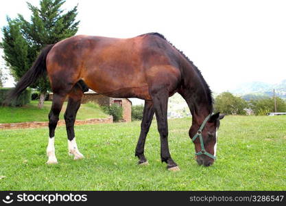 horse stand eating grazing meadow in Pyrenees spain