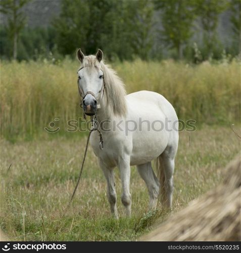Horse standing in a field, Quxu, Lhasa, Tibet, China