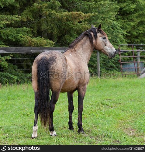 Horse standing in a ranch, Northern Alberta, Alberta, Canada