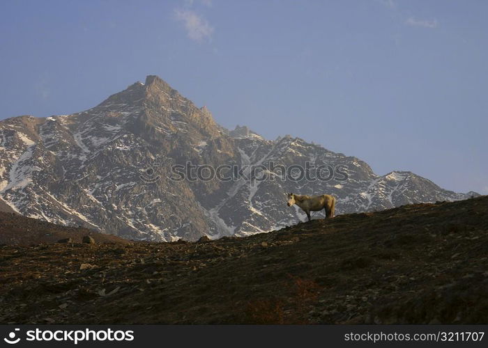 Horse standing in front of a mountain, Muktinath, Annapurna Range, Himalayas, Nepal