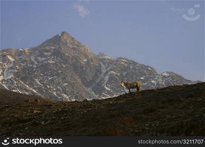 Horse standing in front of a mountain, Muktinath, Annapurna Range, Himalayas, Nepal