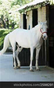 Horse standing in front of a stable