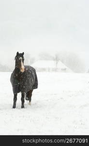 Horse standing in snowstorm