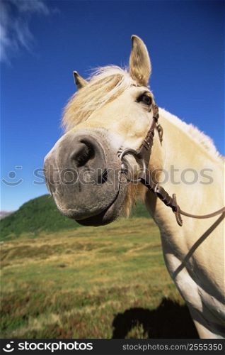Horse standing outdoors in scenic location (fisheye)
