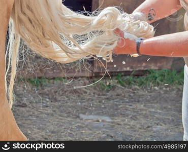 horse tail washing