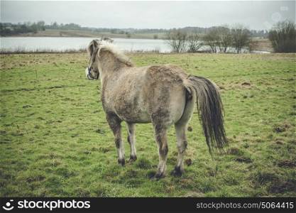 Horse taking a dump on a green field by a lake in a rural environment