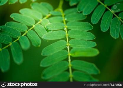 horse tamarind green leaf