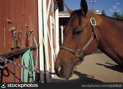 Horse Tied to Barn