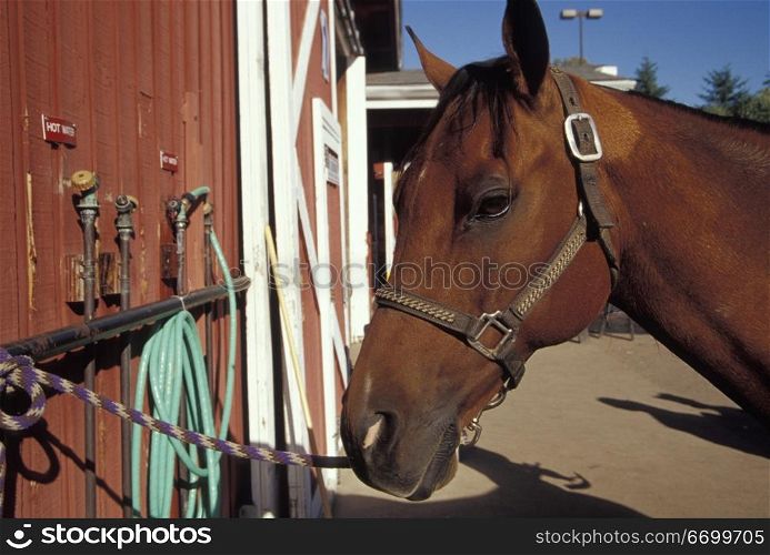 Horse Tied to Barn