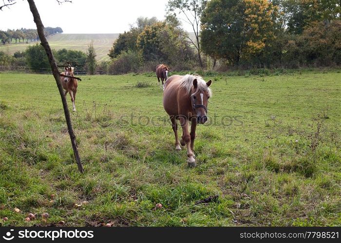 horse walking in a field