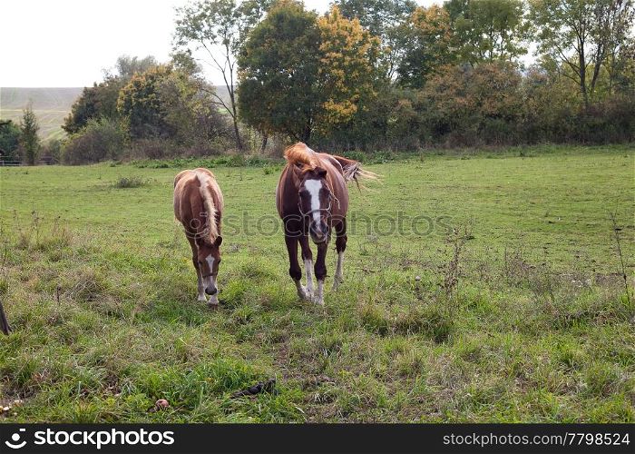 horse walking in a field