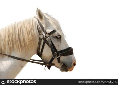 Horse. White colour, is isolated on a white background