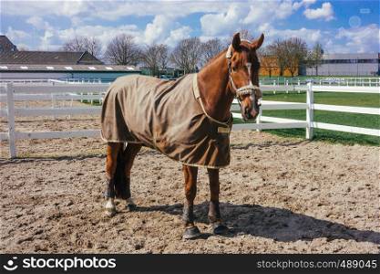 Horse with a blanket