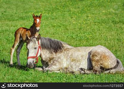Horse with a Foal on the Green Lawn. Horse with Foal