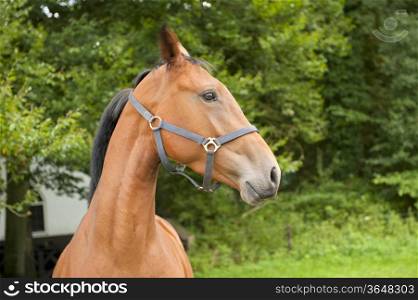 Horse with bit and manes in closeup