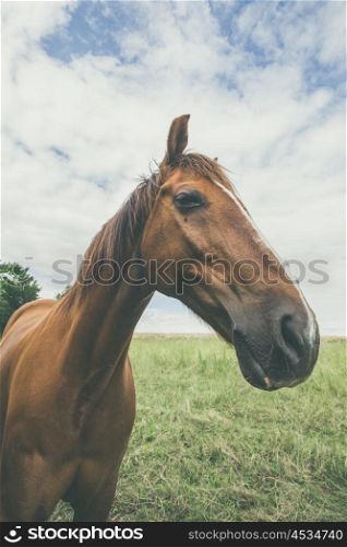 Horse with large head on a green meadow