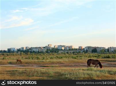 Horse with small foal in preirie pasture