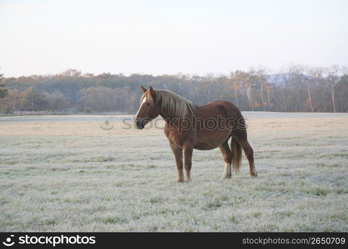 Horses