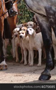 Horses and foxhounds