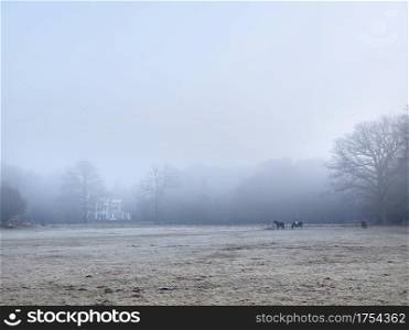 horses and manor beukenrode on utrechtse heuvelrug in winter morning fog