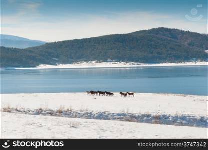 horses and snow lake