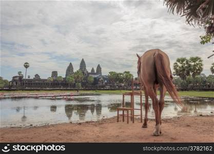 Horses are looking to Angkor Wat