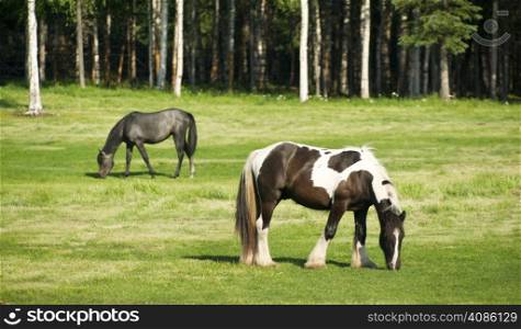 Horses eating grass in ranch pasture