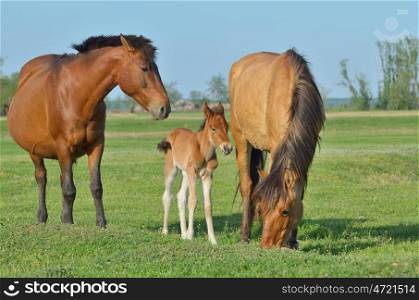 Horses family in a meadow in spring time