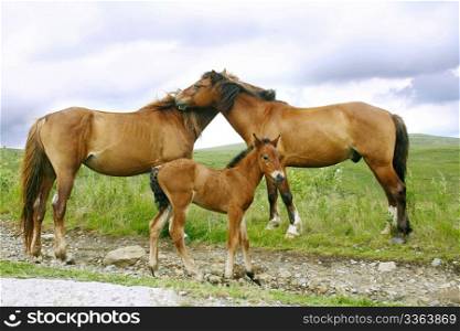 Horses family in the Carpathian Mountains