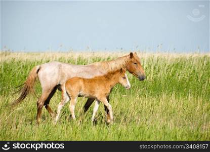 Horses family. Mare with colt. Near Chany lake, Novosibirsk area, June 2007