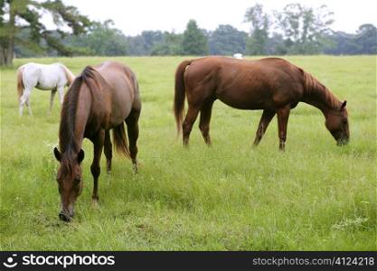Horses feeding grass in a Texas green meadow, nature