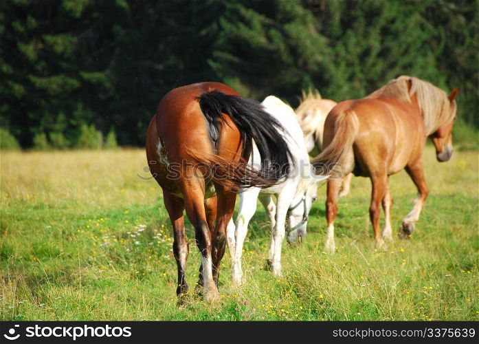 Horses free to run and enjoy in Val Visdende, Italy