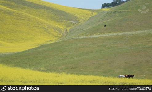 Horses graze in a lush field full of flowers in early spr