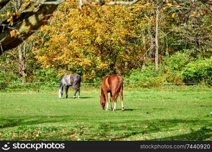 Horses grazing at a pasture in Vermont, USA.