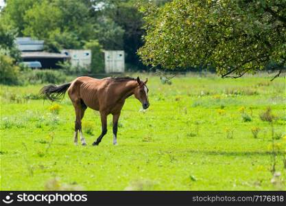Horses Grazing in a Field