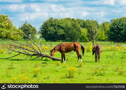 Horses Grazing in a Field